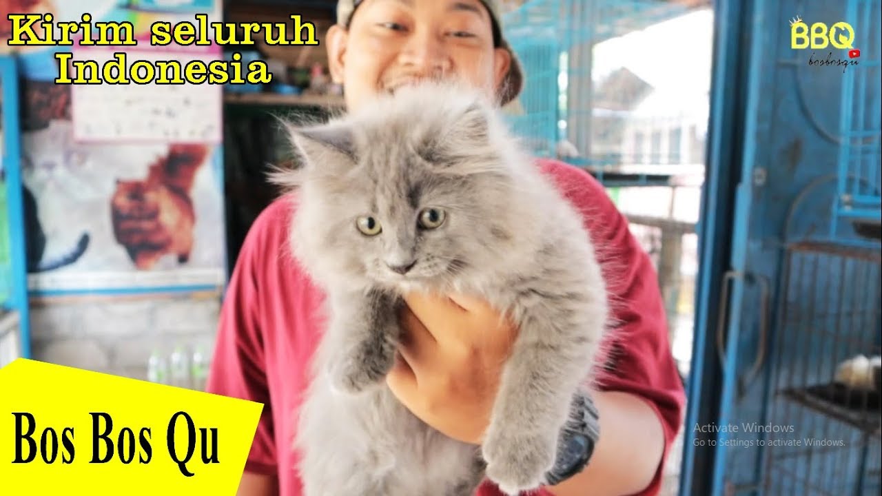  Toko  Kucing Super Lengkap di  Pasar PASTY Kota Jogja  