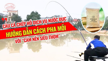Câu cá chép hồ dịch vụ nước đục - Hướng dẫn cách pha mồi với Cám nền siêu thơm