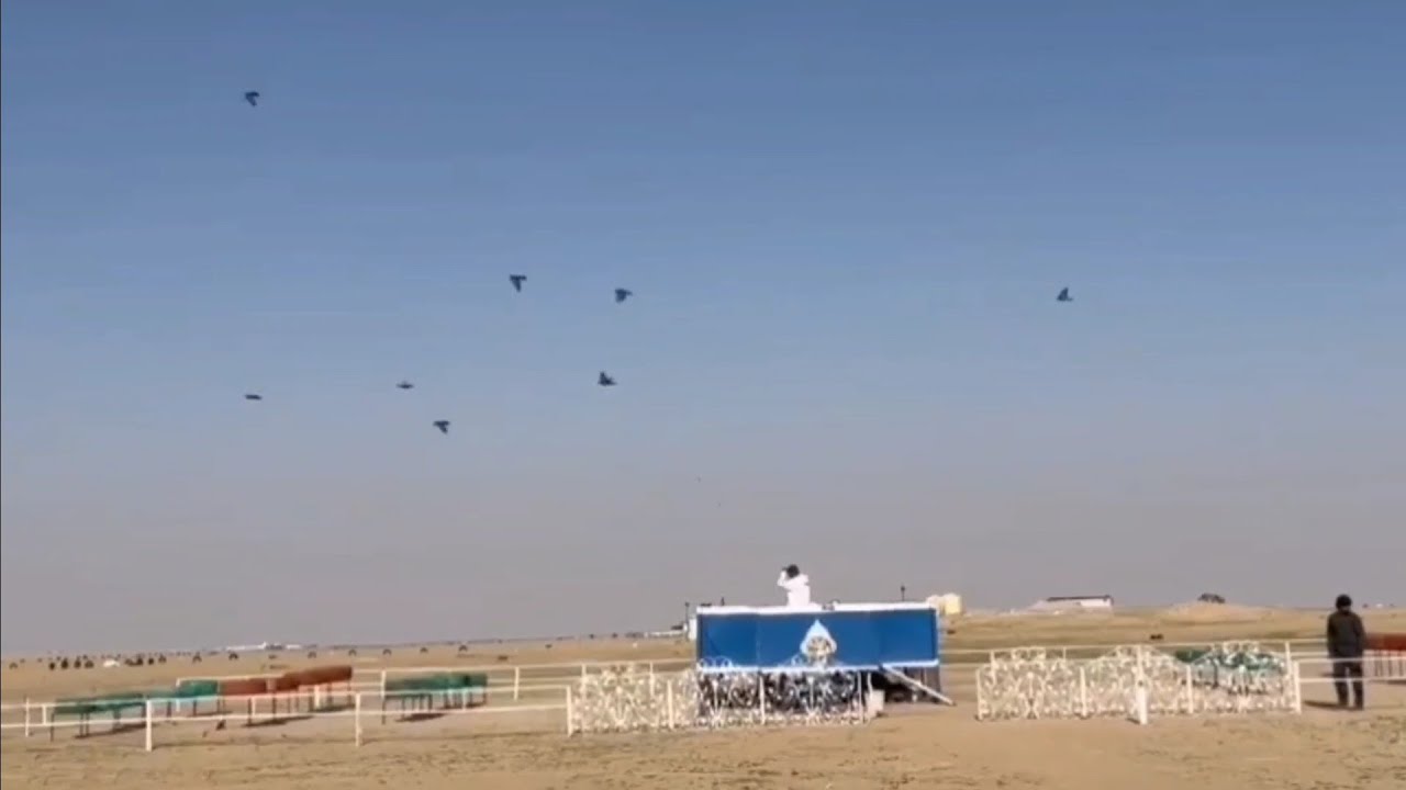 الحمر طير عباس السلمان 