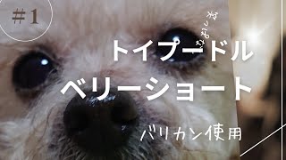 トイプードル12才、ベリーショートスタイルカッコよくなりました。 by さいころ 180 views 7 months ago 6 minutes, 57 seconds