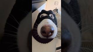 🤣 Funniest Cat Video You’ll See Today! 😂#shorts #cats #funny #funnycat #catshorts