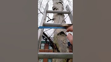 HOW I SECURE MY LADDERS #dagtail