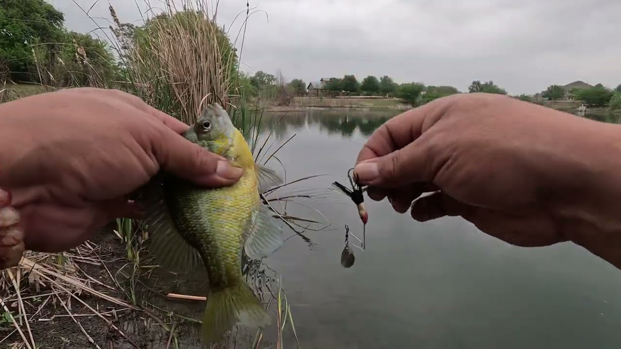 Bass Fishing (NEW POND)