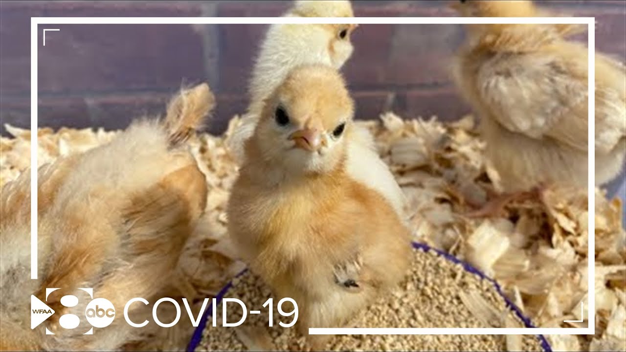 COVID-19 panic buying has consumed toilet paper, guns and now live chickens