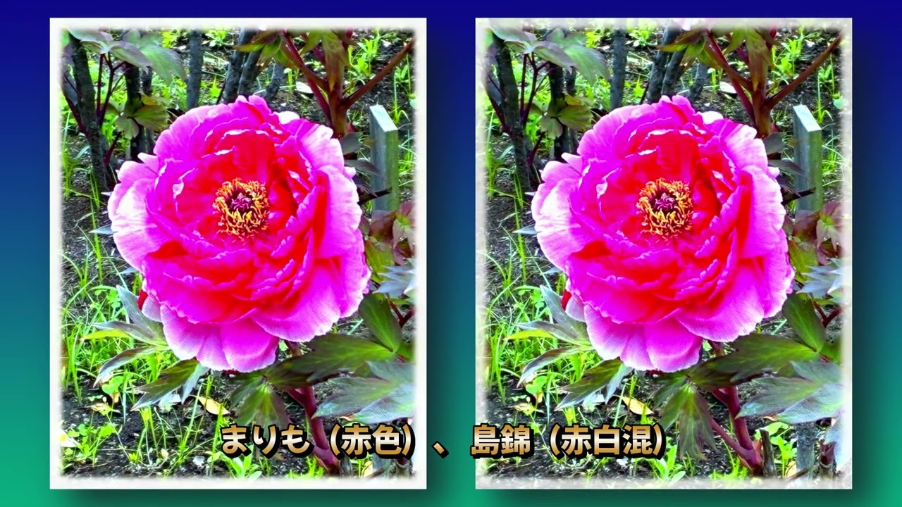 散歩のつま 116 ボタン（牡丹） 20260417 - YouTube