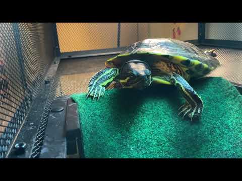 World's First Barking Turtle