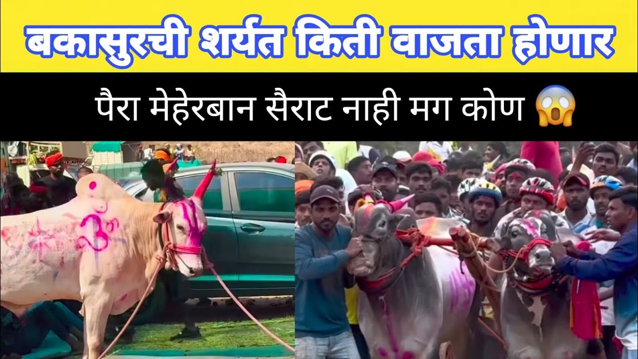 बकासुरची शर्यत किती वाजता होणार 😱 मेहरबान सैराट नाही मग पैरा कोण 💯 #बकासुर
