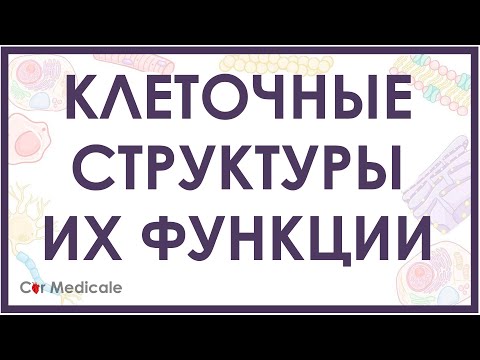 Клеточные структуры и их функции кратко (мембрана, цитоскелет, ядро, митохондрия)