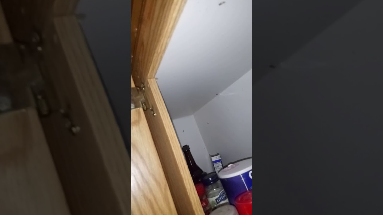 What are these things - Pantry moths - Meal Moths - YouTube