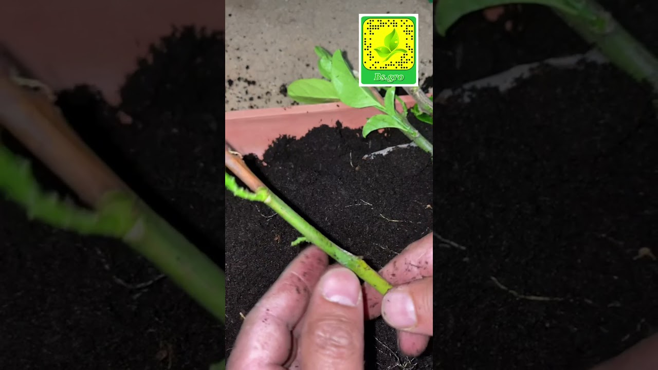 نجاح تجذير عقل أصل الحمضيات ( النارنج ) بدون أي هرمون أو مواد محفزة