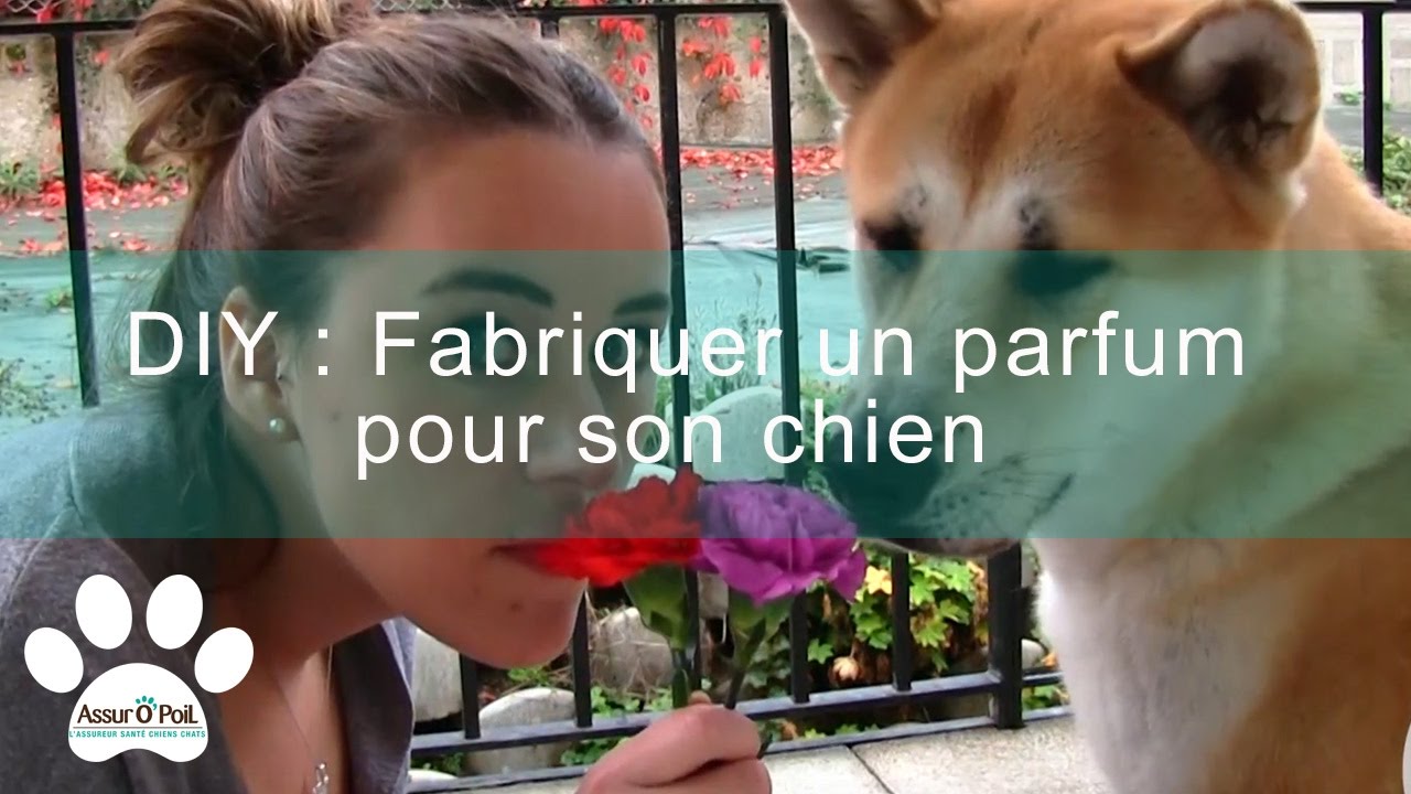 Parfum pour chien ou chat | Assur O'Poil - YouTube
