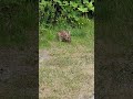 그래도 내 이름은 토끼...But my name is Rabbit.... I ❤️ this wildlife Canada 🇨🇦 #4