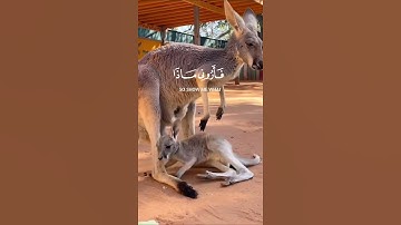 هذا خلق الله سورة لقمان الآية11 القارئ #اسلام صبحي  🎧🤍 #تلاوة_خاشعة #quran #القرآن