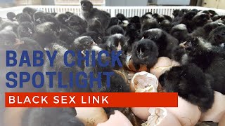 Black Sex Link Baby Chicks Hatching at Cackle Hatchery Profile