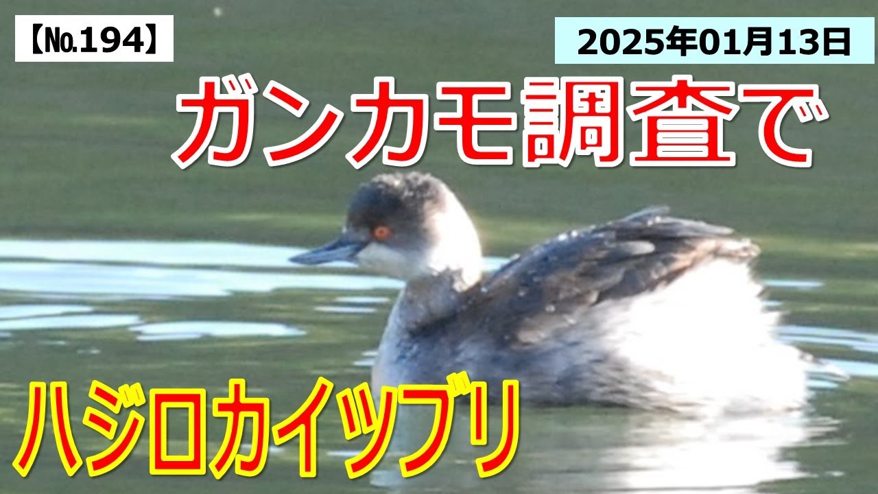 194】ガンカモ調査2025 - YouTube