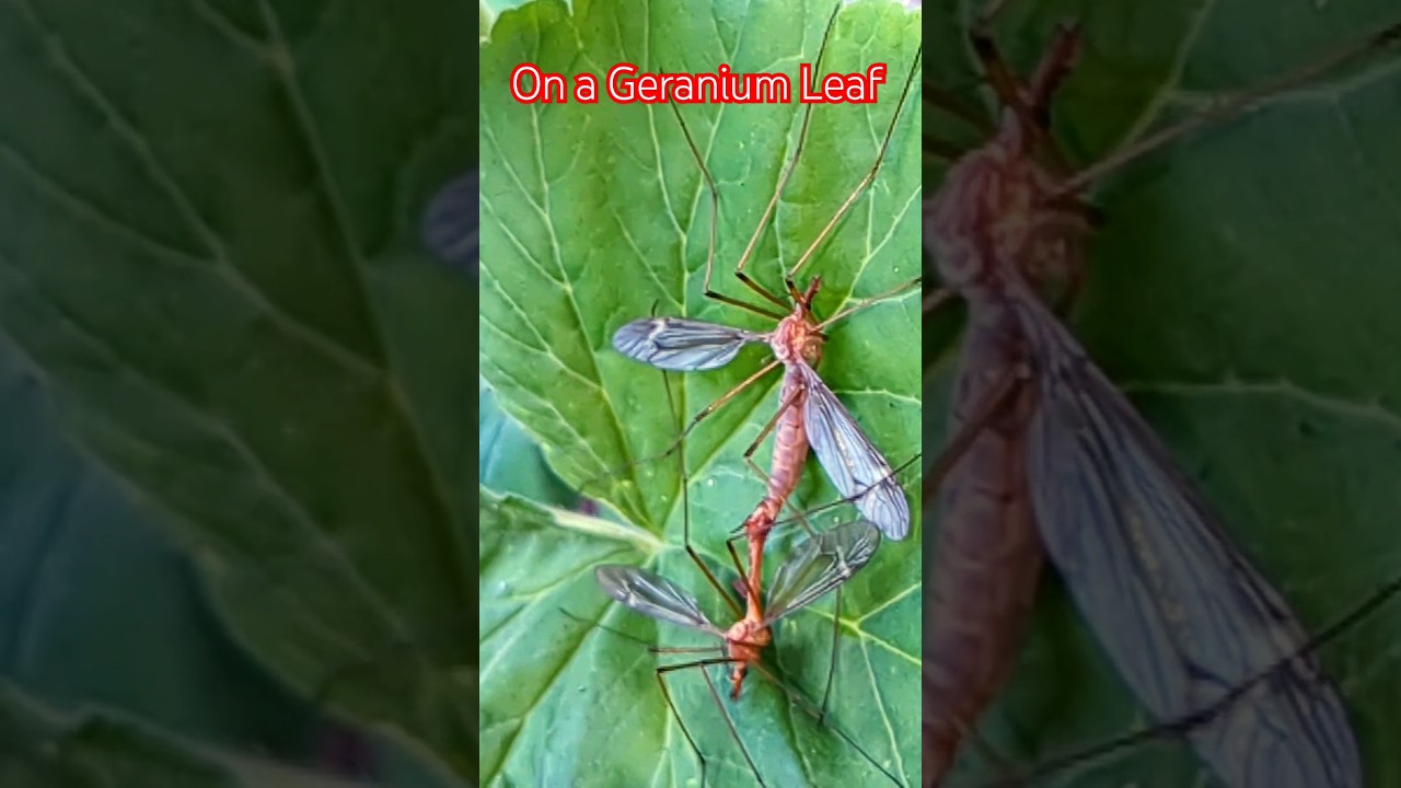 Crane Flies Mating 🦟🦟