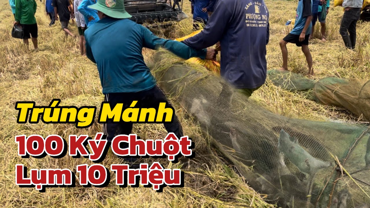 Dí Cù Chuột Nhiều Đến Nổi,Tiền Bán Chuột Nhiều Hơn Bán Lúa