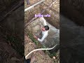 Compressor se boring Cline #borewell #viralvideos