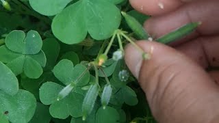 Famous Pollination of Clover Plant. seeds popping  like firing seeds to spread Wealth