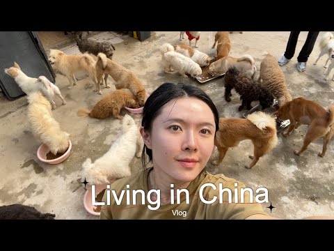 Inside China's Homeless Dog Shelter | Vlog