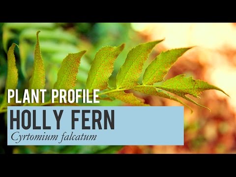 Video: Holly Fern Faktları - Holly Fern Bitkisini Becərməyi öyrənin