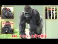 Kiyomasa's fast eating【東山動物園ゴリラ】Shabani family #46