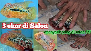 cara SALON ikan louhan !!! Tutorial cara nyalon ikan louhan ala ayulouhan