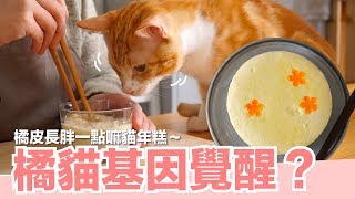 橘皮長肉露曙光橘貓基因覺醒了嗎【貓主食食譜】好味貓鮮食廚房EP129