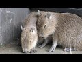 Oops! Baby Capybaras Heads Tumble おっとっと！ベビーカピバラヘッドタンブル