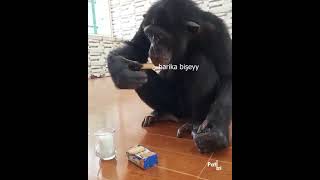 Süte Pi̇skevi̇t Bandiran Maymun