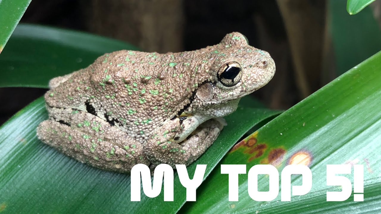 MY Top 5 Easiest Reptiles To Keep! YouTube