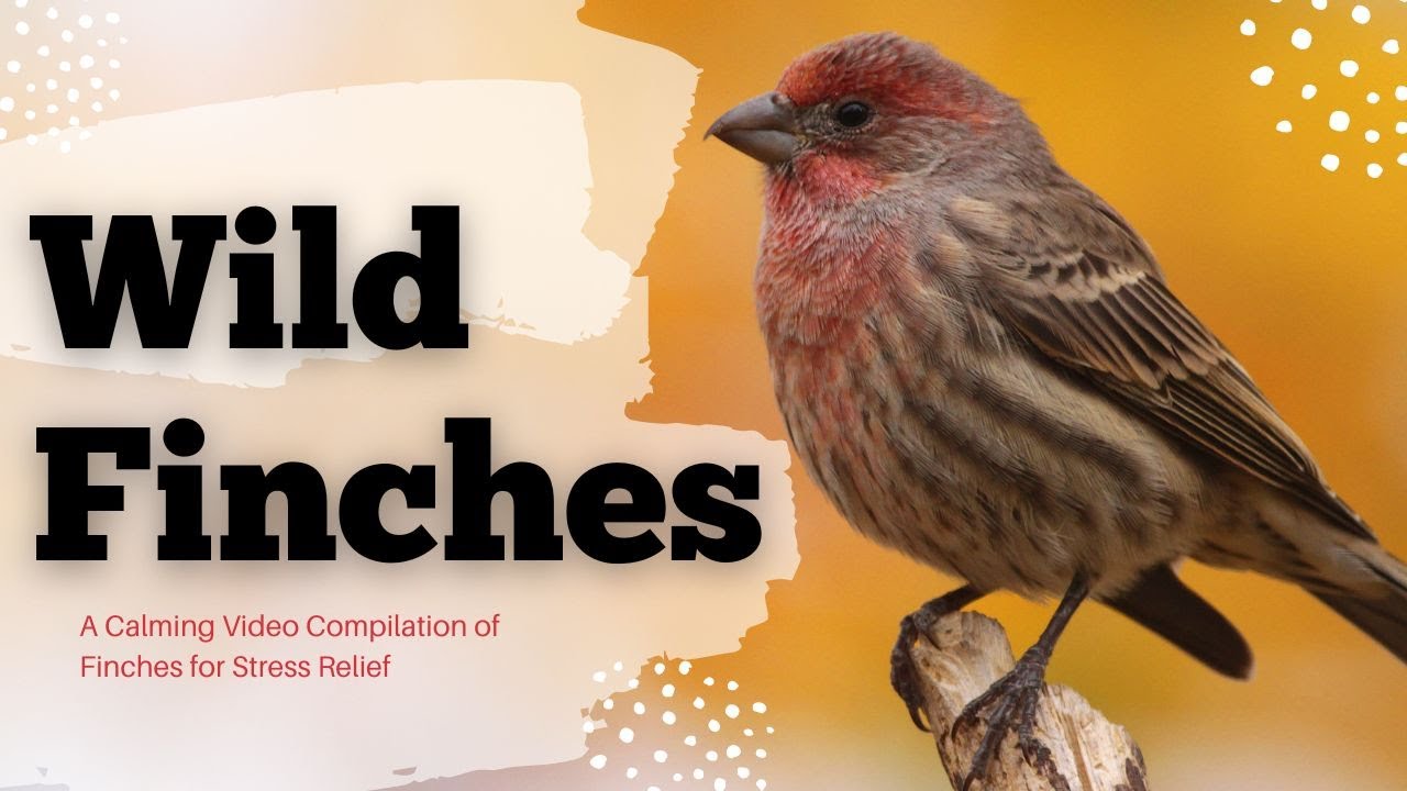 Finch Harmony A Tranquil Video of Finches Singing and Playing YouTube