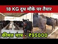 Milking Buffaloes - दूधारू पशुधन उपलब्ध || पैसा न देखें दूध व क्वालिटी देखें || Shree Shyam Dairy
