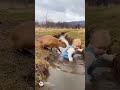 赤ちゃんとカピバラの大飛行🐱capybara and Baby Big Jamp🤣#japan #cute #ai #baby #kawaii #かわいい#残念そうな顔 #funny #dance