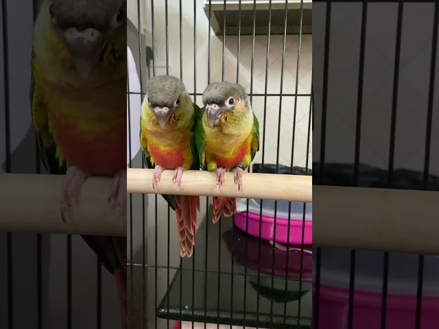 Yellow sided conure talking 😀😀 class=