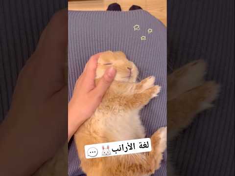 لغة الأرانب تربية الأرانب