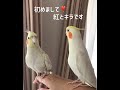 Youtube初めまして！紅とキラです！