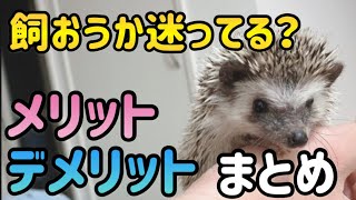 How to keep a hedgehog.