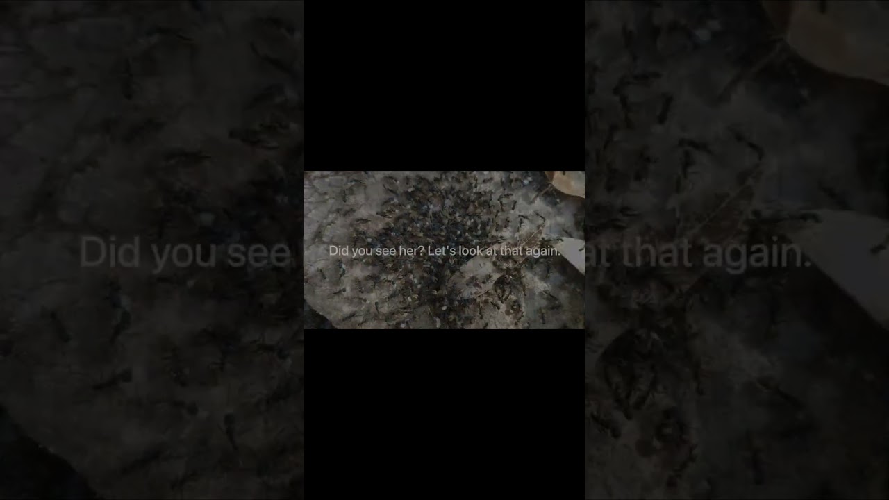 🔥 WORLD'S ONLY FOOTAGE of RARE ANT QUEEN!! (Dolichoderus doriae)