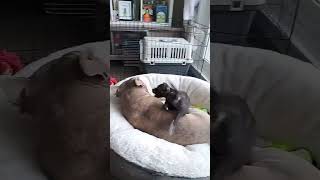 CUTE STAFFY PUPPY Doing Parkour On Her American Bully Brother 🐶😍🐶 |  #puppylife #staffy #dog