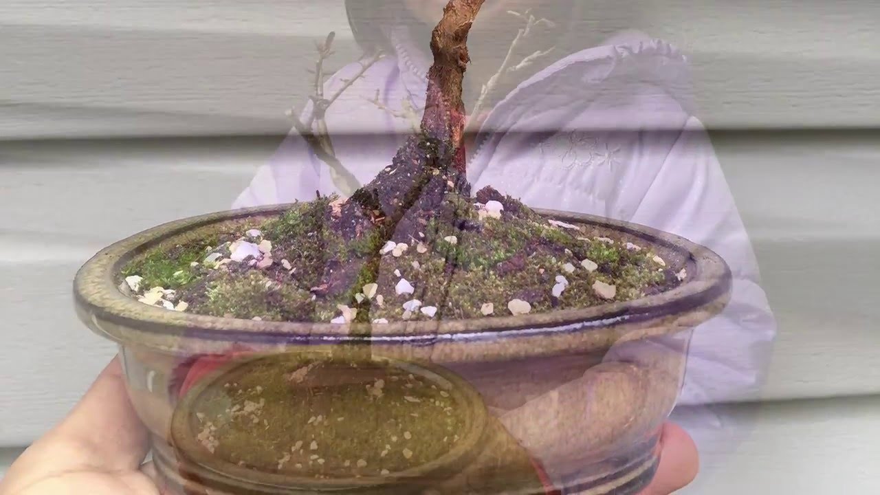 Shohin Azalea Bonsai YouTube