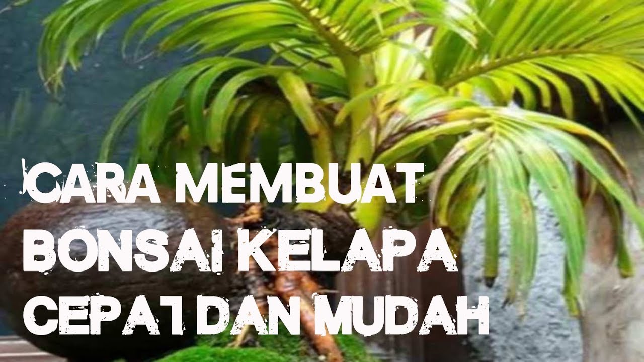  Cara  Membuat Bonsai  Kelapa  Cepat dan Mudah YouTube