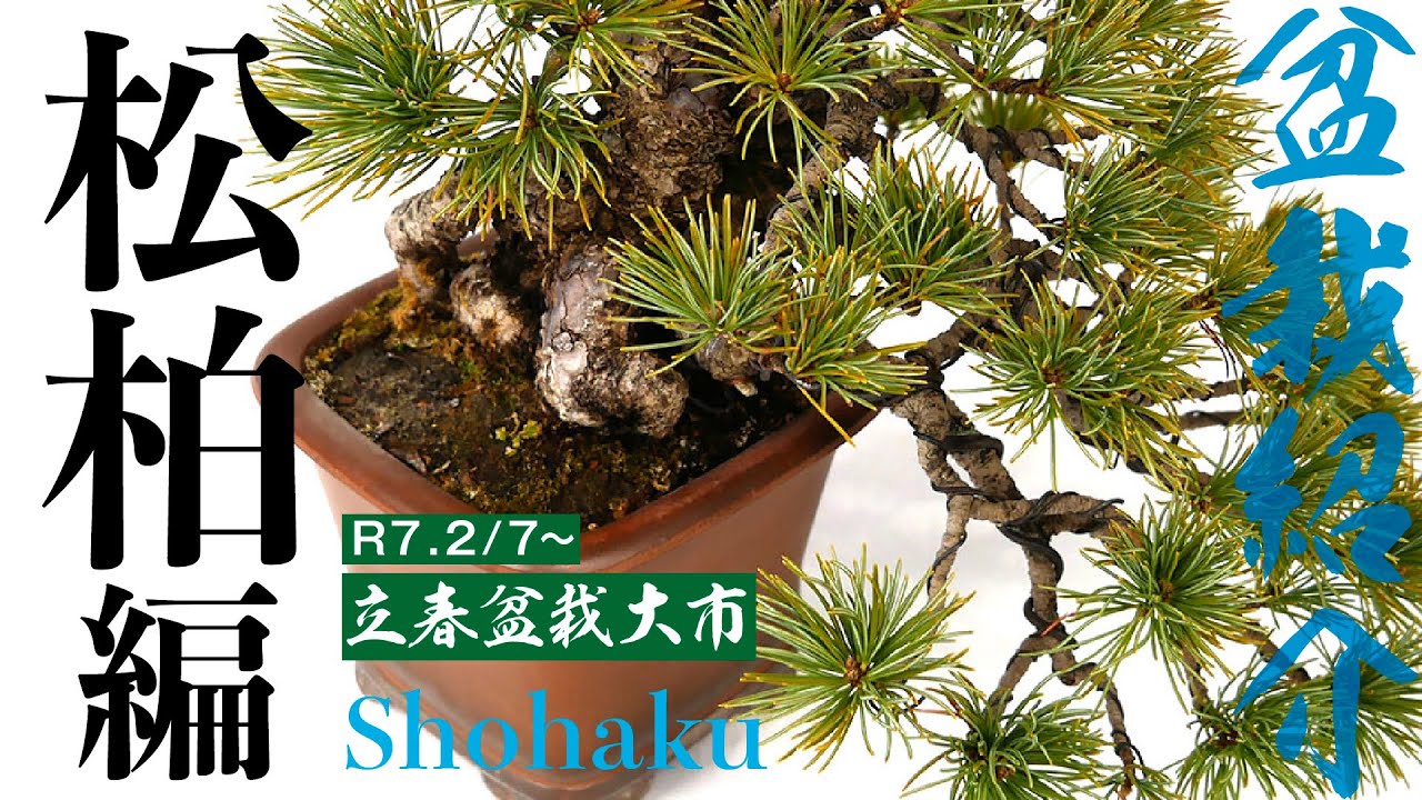 八角盆（大）市松白檀 130327lv_yh09_1