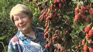 Le jardin-forêt en permaculture (ou forêt comestible) des fraternités ouvrières en Belgique.