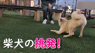 ドッグランで遊び足りず、捕まえてみてと飼い主を挑発する柴犬
