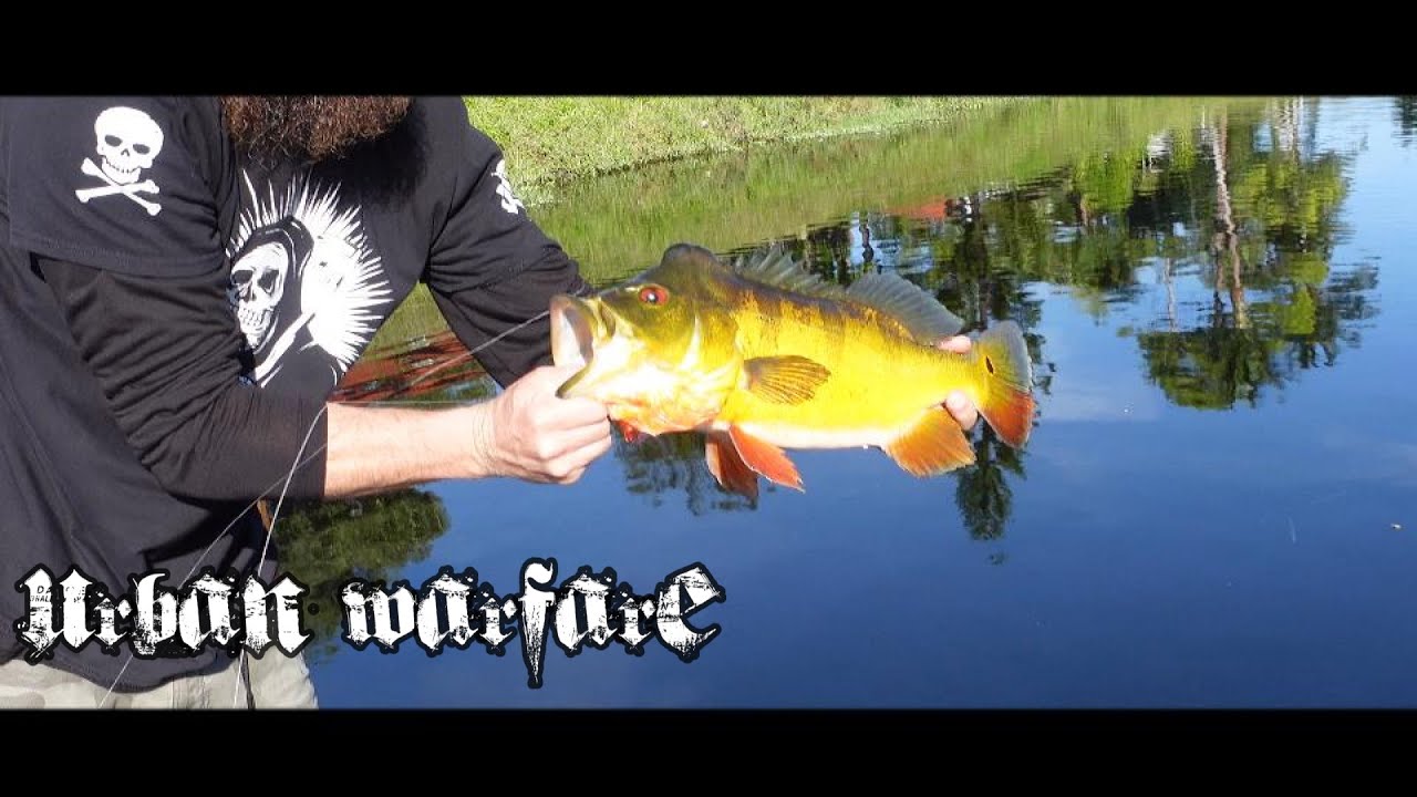 Urban Warfare! Hunting for Giant Peacock Bass in South Florida!