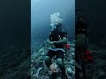 Thinking about diving but still waiting? The ocean’s ready when you are #lakshadweep #scubadiving
