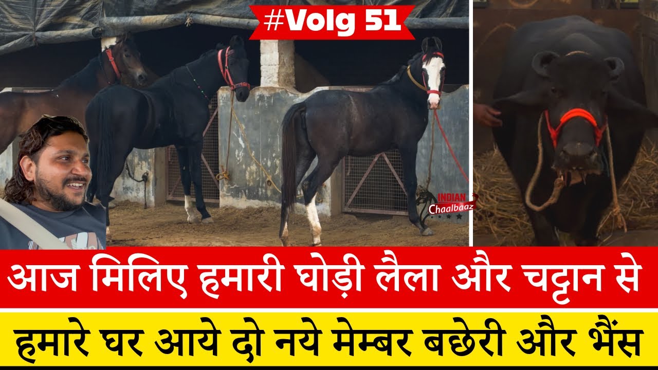 आज मिलिए हमारी घोड़ी लैला और चट्टान से हमारे घर आये दो नये मेम्बर बछेरी और भैंस #Volg #dailyvolg￼