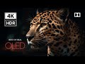 Breathtaking Wildlife in Dolby Vision HDR 4K 120FPS | Cinematic Nature Beauty – Real Wild Animals