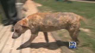 Celebrity Penalties for animal cruelty raised in Alabama Net Worth